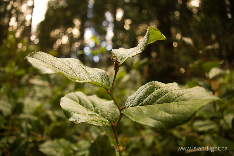 Salal - Cortes Island Salal photo