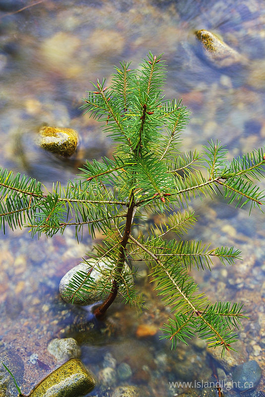   Fir Tree photo