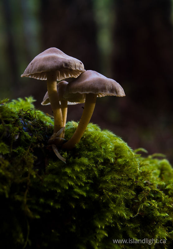Fungi - Cortes Island Mushroom photo