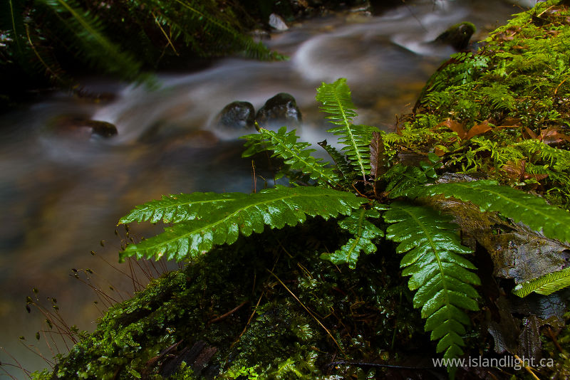 Sword Fern - Cortes Island Fern photo