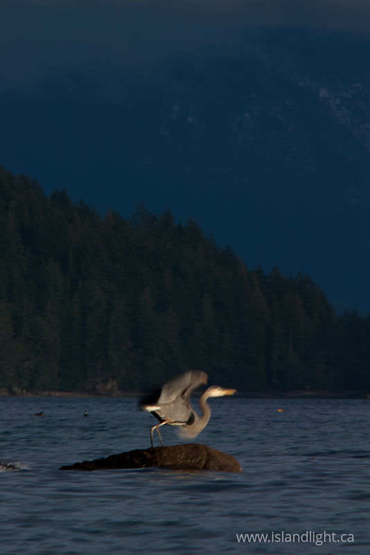 Heron Takeoff -   photo