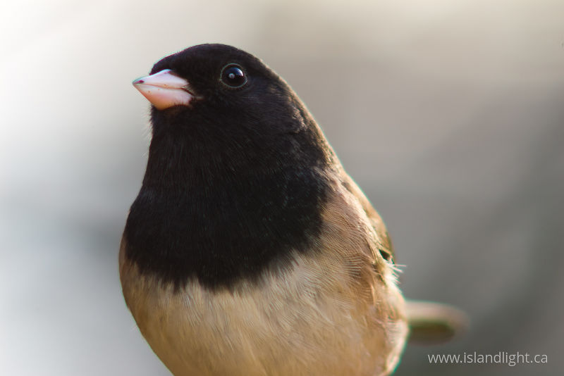 Junco - Cortes Island Junco photo