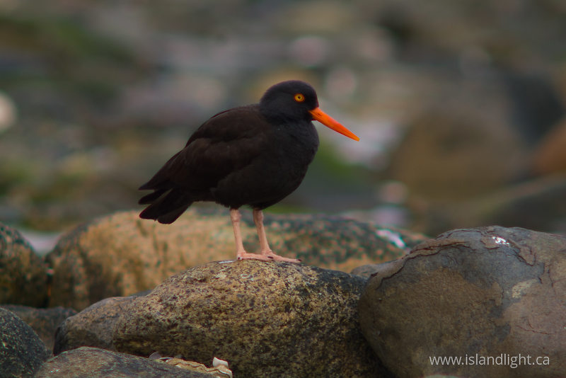 Black Oystercatcher on the Rocks of Eastern Cortes -   photo
