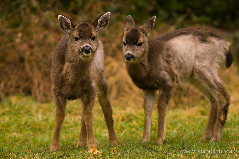   Deer photo