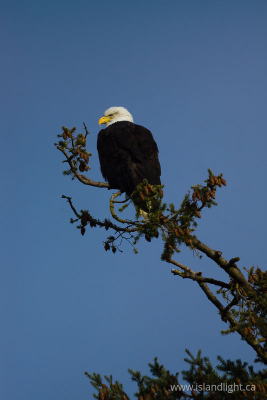 Haliaeetus leucocephalus - Cortes Island Bald Eagle photo