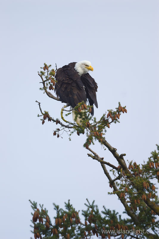   Bald Eagle photo
