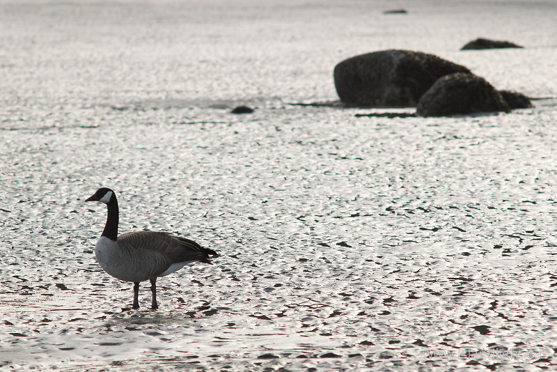 solitude - Cortes Island Goose photo