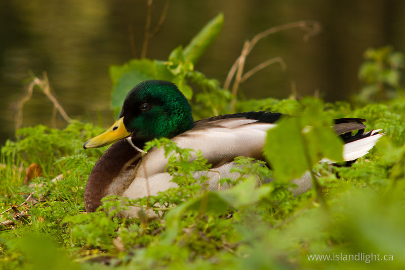 Mallard - Amsterdam Duck photo