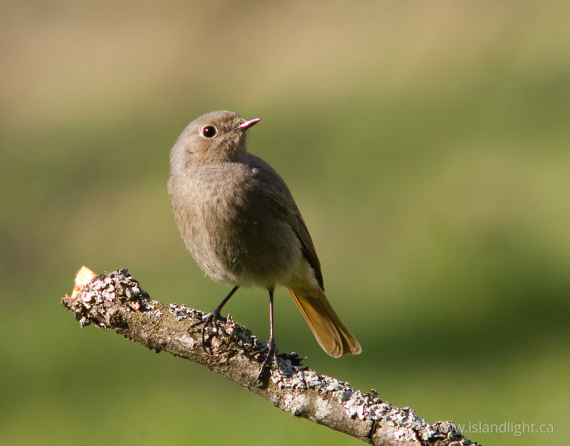 Black Redstart Portrait - Aillevillers Flycatcher photo