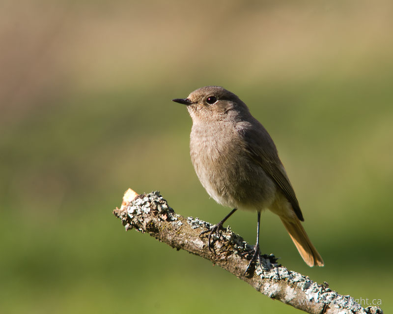 Protrait of a Female Black Redstart - Aillevillers Flycatcher photo