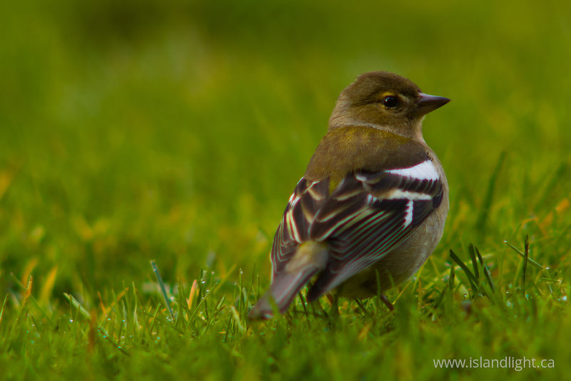 Chaffinch - Aillevillers Finch photo