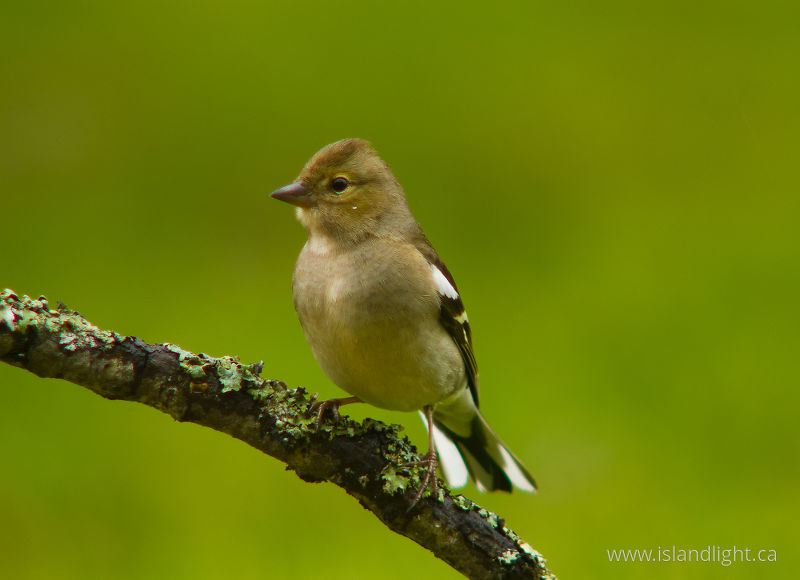 Chaffinch - Aillevillers Finch photo