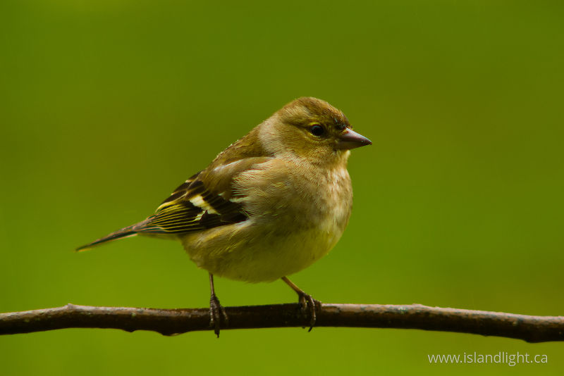 Chaffinch -   photo