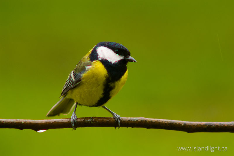Great Tit - Aillevillers  photo
