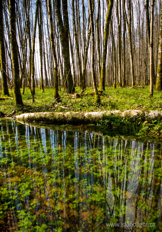 High Water - Aillevillers Forest photo