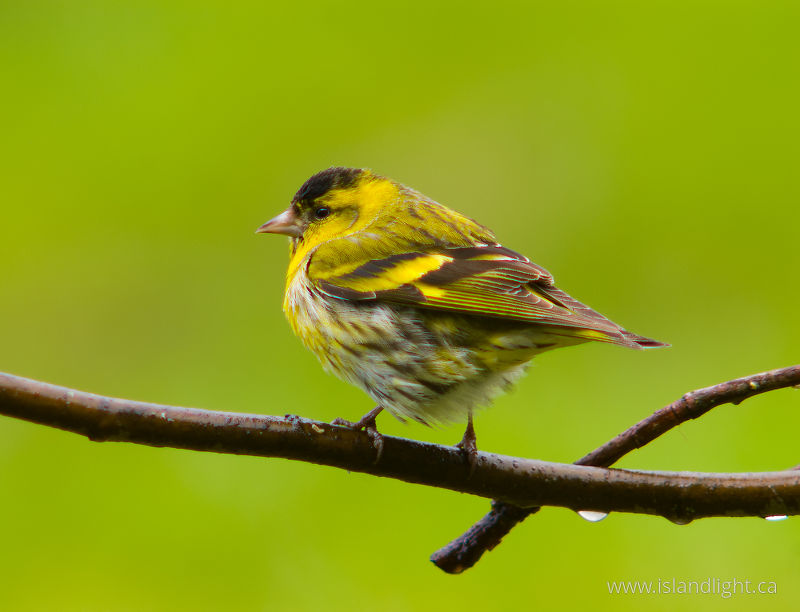 Eurasian Siskin -   photo