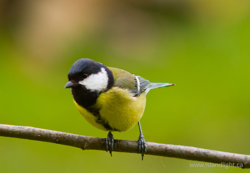 Great Tit - Aillevillers  photo