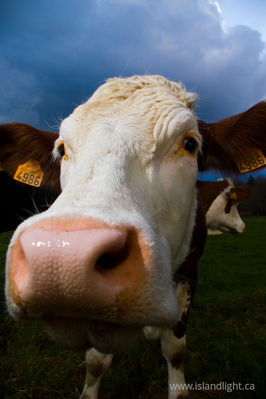 4986 - Aillevillers Cow photo