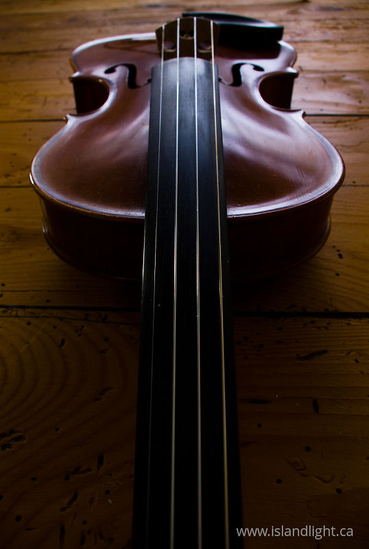 Fiddle -   photo