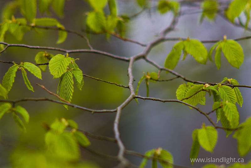 Spring Alder Branch - Aillevillers Alder Tree photo