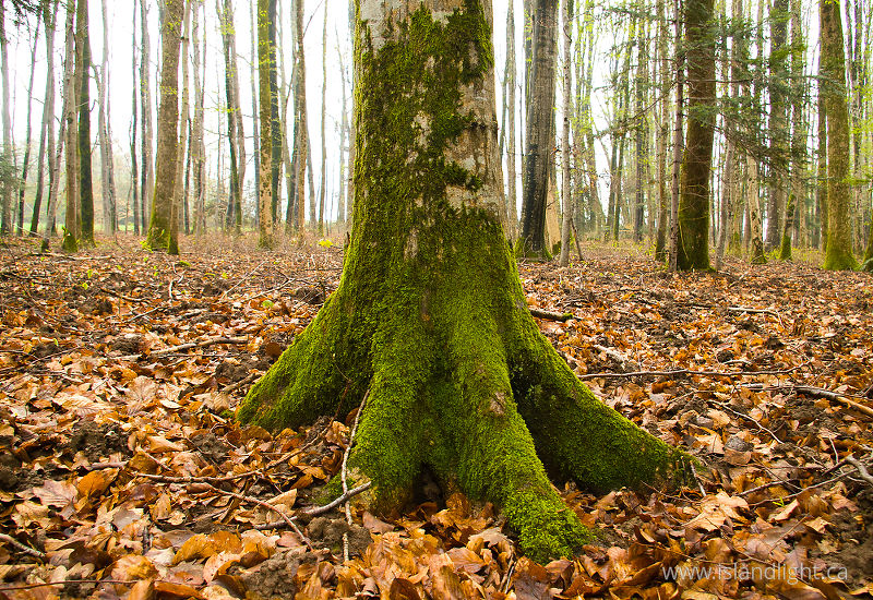 Forest Floor III - Aillevillers Tree photo