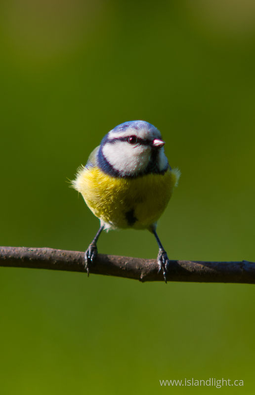 Cyanistes caeruleus - Aillevillers Blue Tit photo