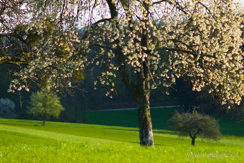 Cherry Blossoms - Aillevillers  photo