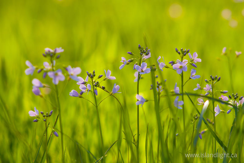 Wild Flowers - Aillevillers Wildflower photo