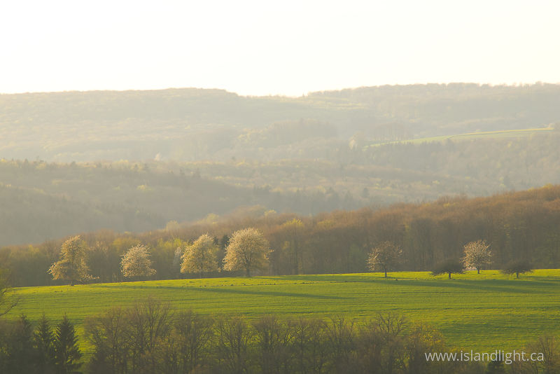 Blooming Cherry Trees - Aillevillers  photo