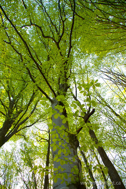 Trees -  Forest photo