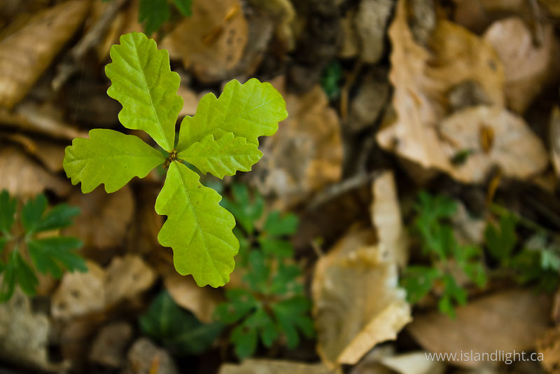 New Life II - Aillevillers Tree photo
