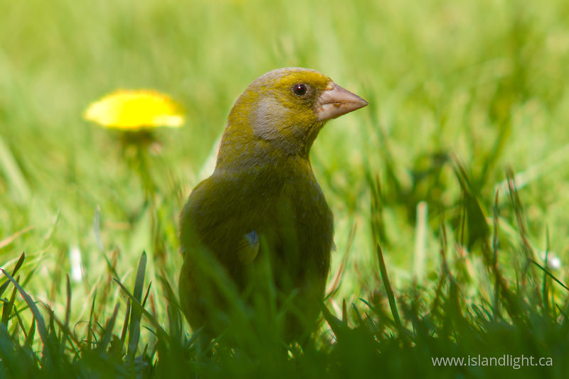 Greenfinch - Aillevillers Finch photo