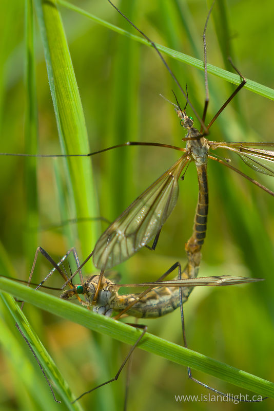 Crane Flys - Aillevillers  photo