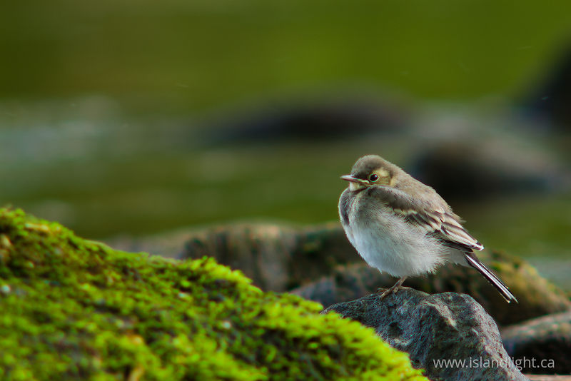 Juvenile Motacilla alba - Aillevillers Wagtail photo
