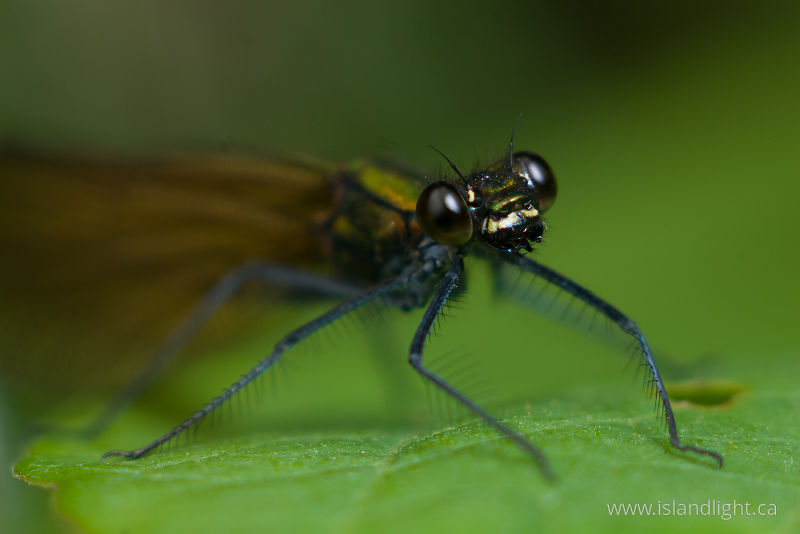 Damselfly Portrait - Aillevillers Damselfly photo