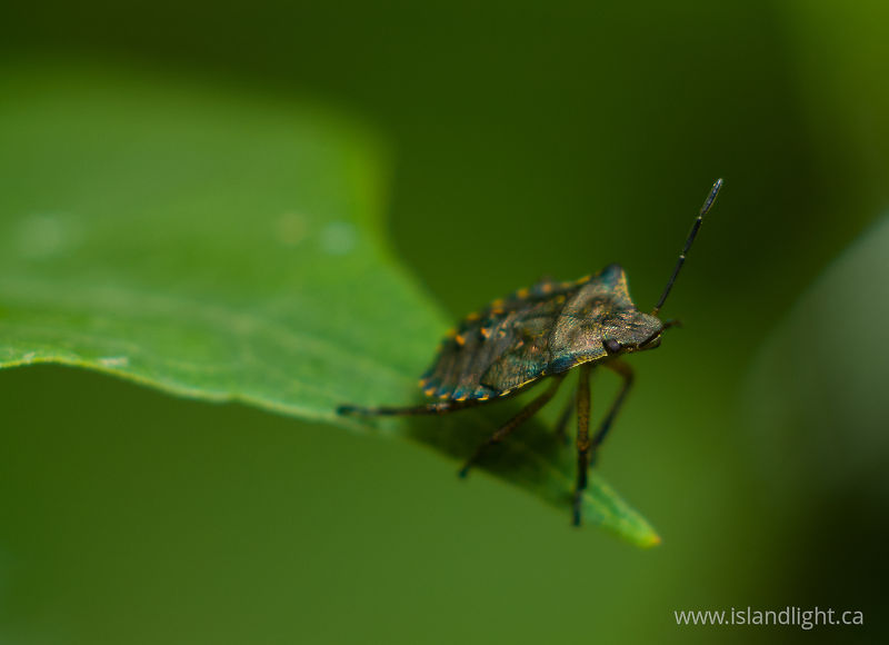 The Edge of the World - Aillevillers beetle photo