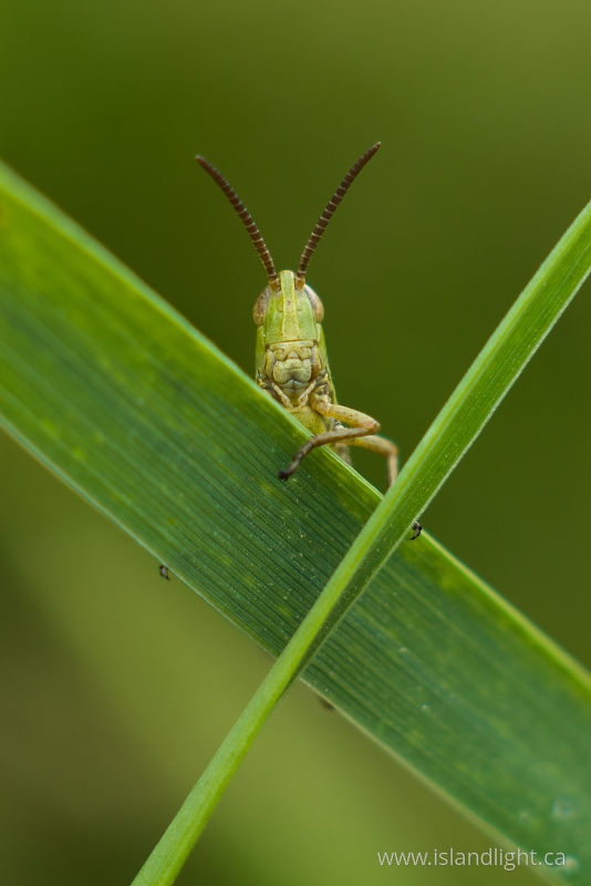   Grasshopper photo