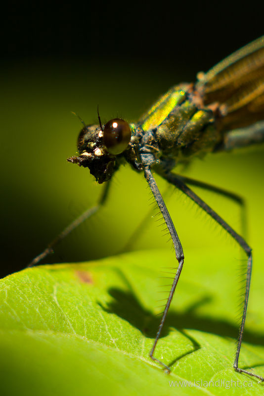 Dragonfly - Aillevillers Dragonfly photo
