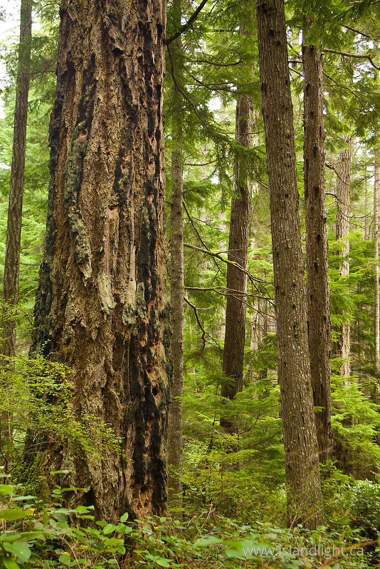 Ancient One - Cortes Island Old Growth Forest photo