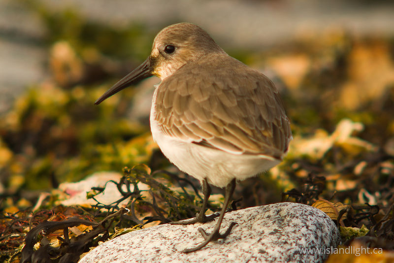 Calidris Alpina - Marina Island Dunlin photo