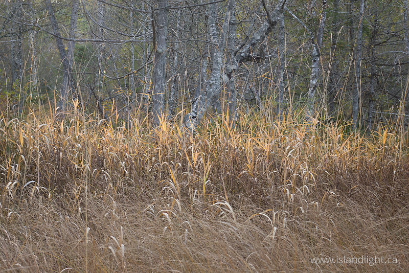 Swamp  Strata  - Cortes Island Wetland-scape  photo