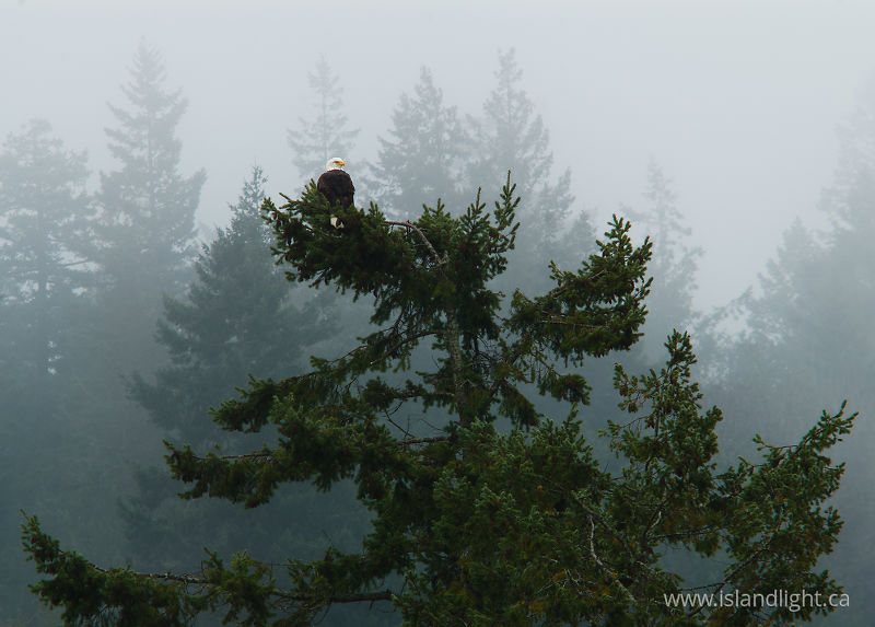   Bald Eagle photo