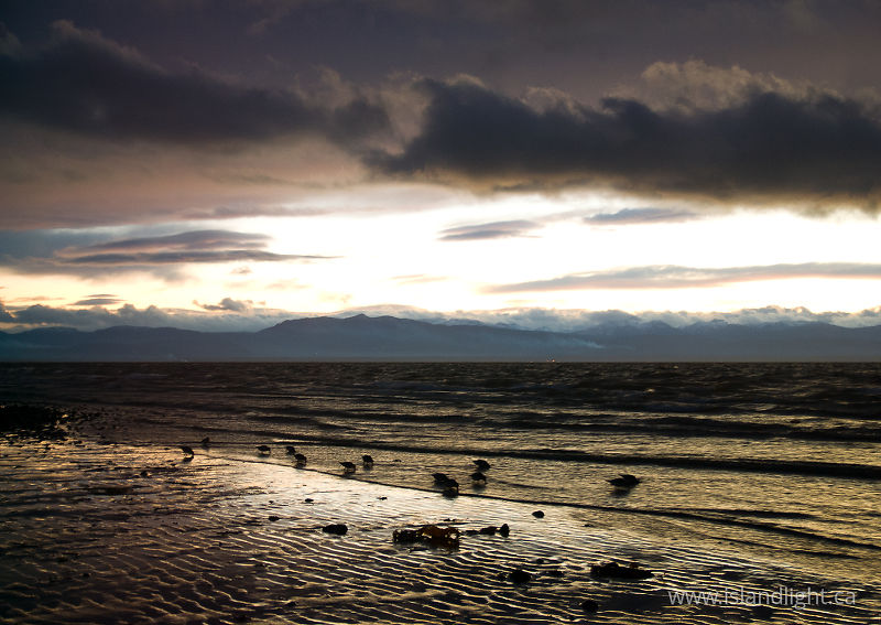 Foraging Calidris alpina - Cortes Island Dunlin photo