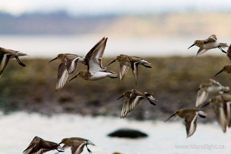 Dunlin - Cortes Island Dunlin photo