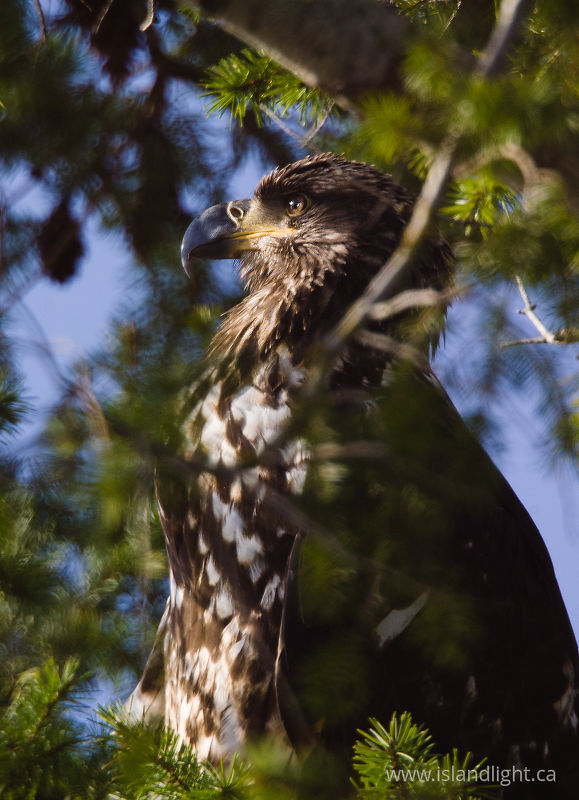 Juvenile Bald Eagle Portrait - Cortes Island Bald Eagle photo
