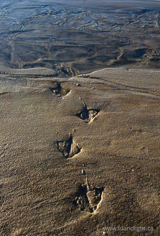 Walk on - Cortes Island Track photo