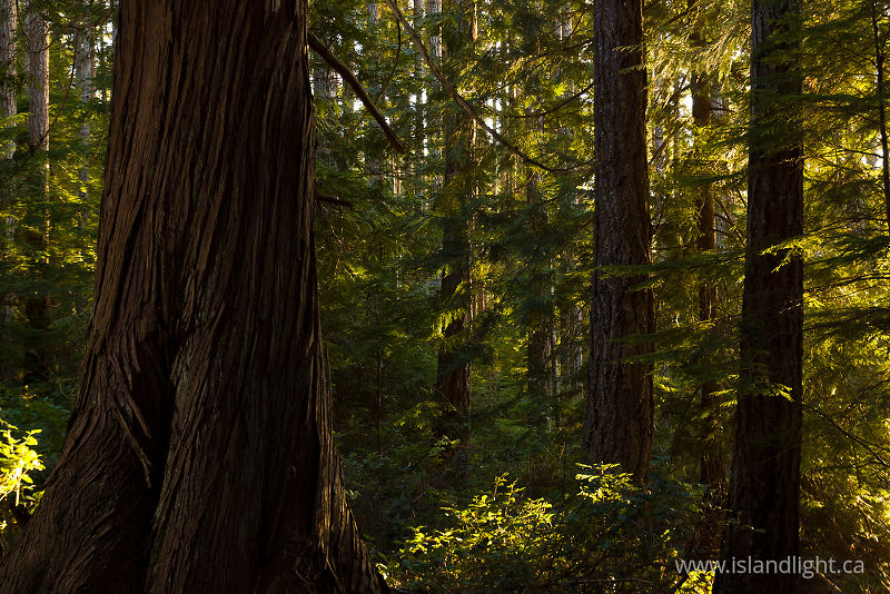 Red Cedar - Cortes Island Wilderness photo