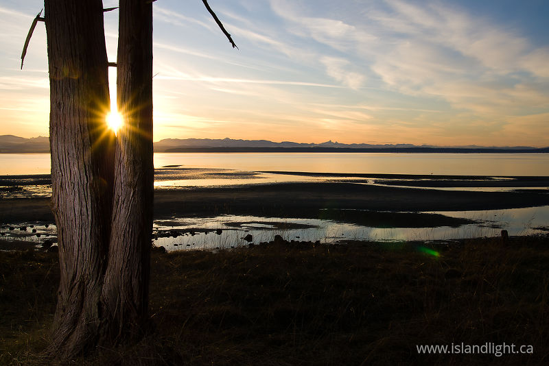 Peek - a - Boo - Cortes Island Cedar Tree photo