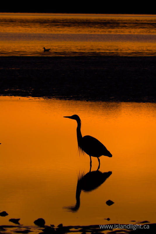 Stillness - Cortes Island Blue Heron photo
