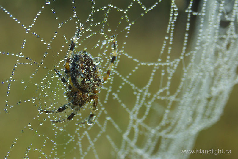 Web of Pearls - Cortes Island Spider photo